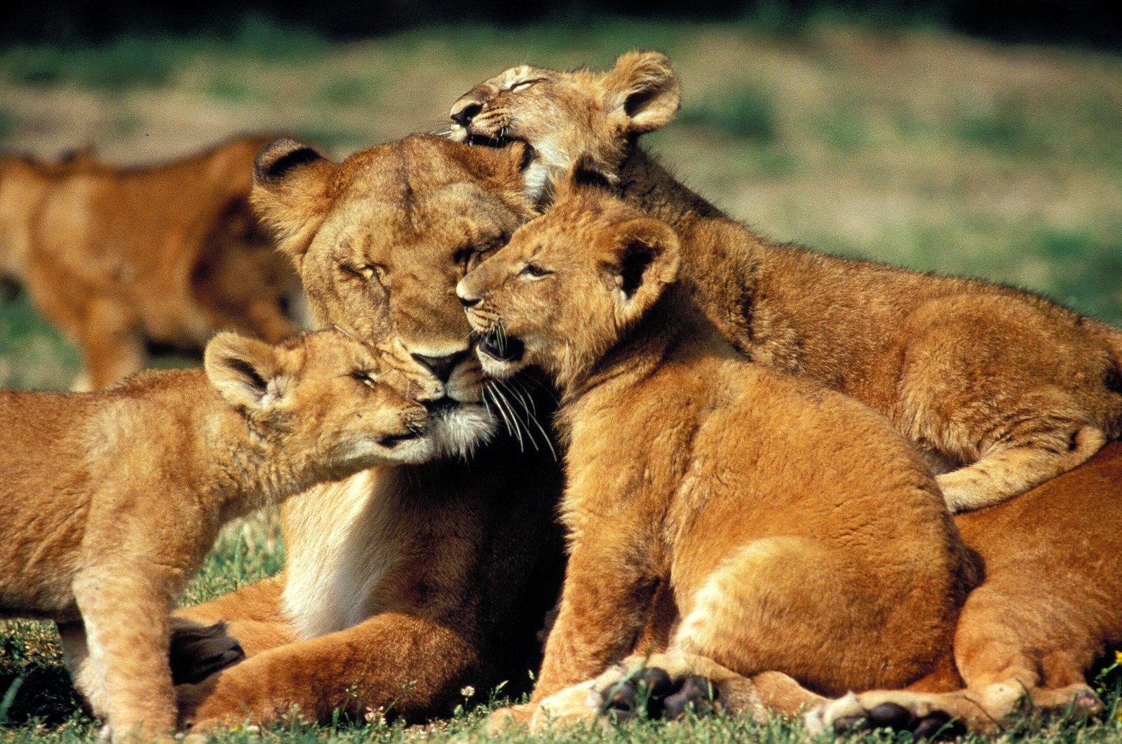 AFRICAN LION