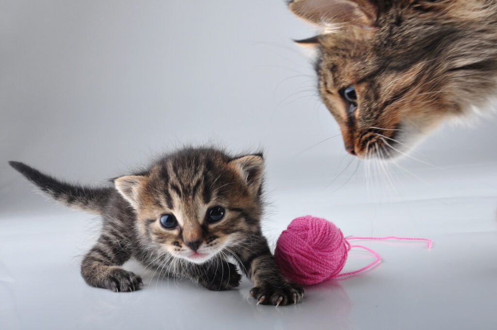 Cats Play