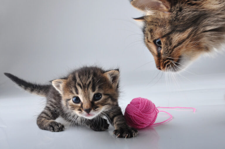 Cats Play