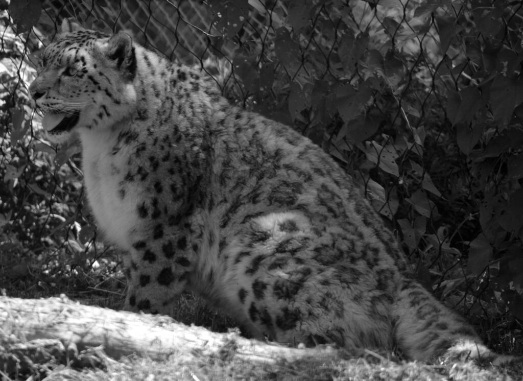 The cheetah is a large-sized feline inhabiting most of Africa and part of the Middle East.The cheetah is the only extant member of the genus Acinonyx,most notable for modifications in the species paws