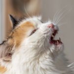 A portrait of a beautiful adult fluffy long-haired cat with green eyes and pink nose who opens its mouth and meows