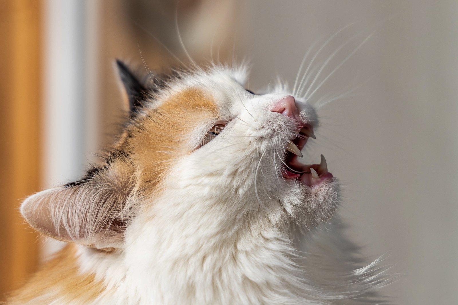 A portrait of a beautiful adult fluffy long-haired cat with green eyes and pink nose who opens its mouth and meows