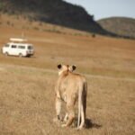 Female lion in the wilderness of Africa