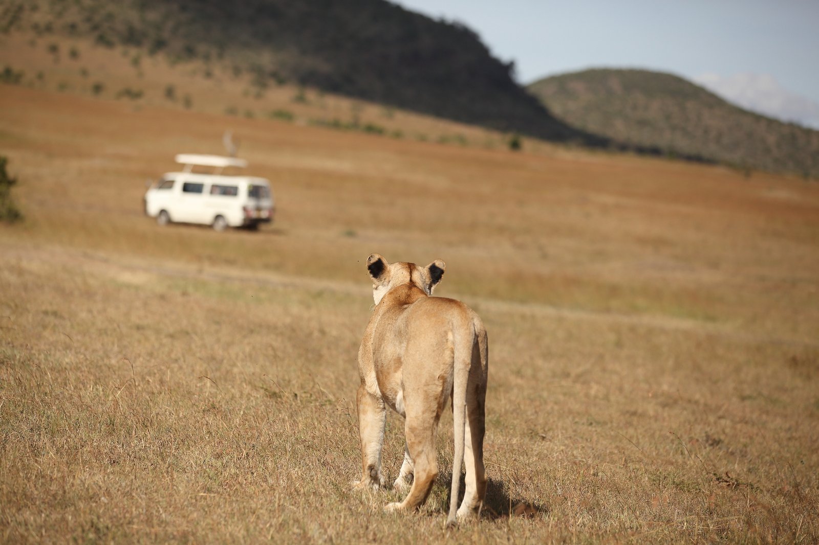 Female lion in the wilderness of Africa