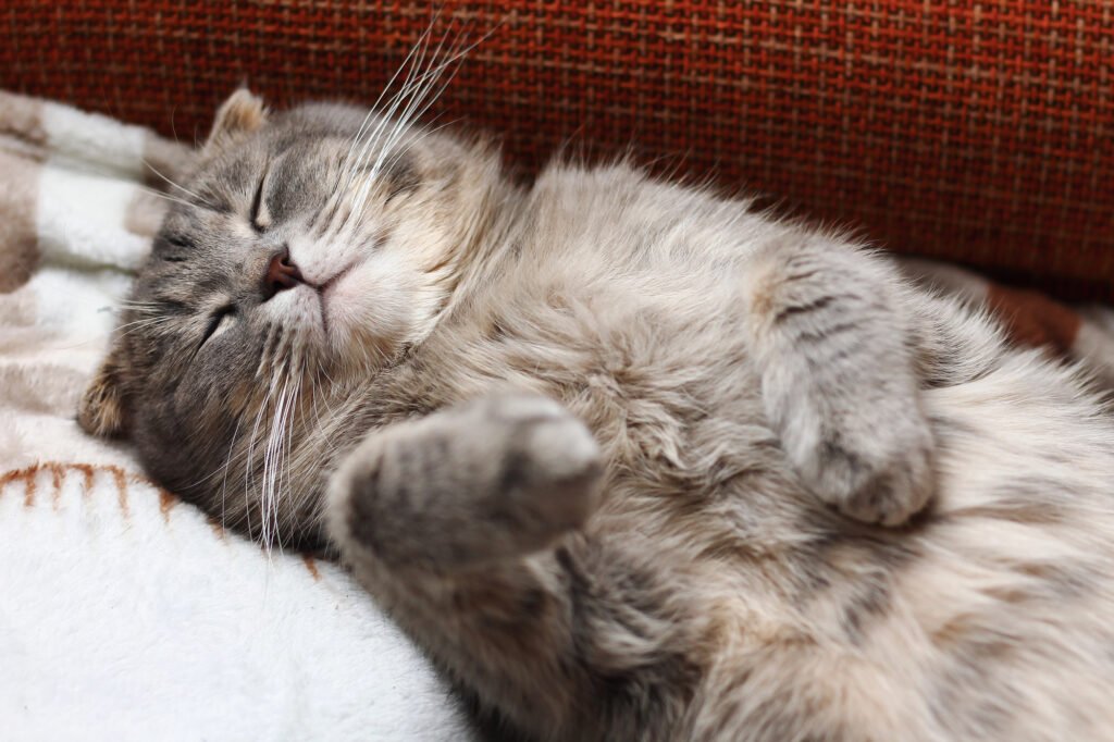 The cat is sleeping on its back. The breed is Scottish fold. Funny background, cheers up and makes you smile, toned