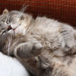 The cat is sleeping on its back. The breed is Scottish fold. Funny background, cheers up and makes you smile, toned
