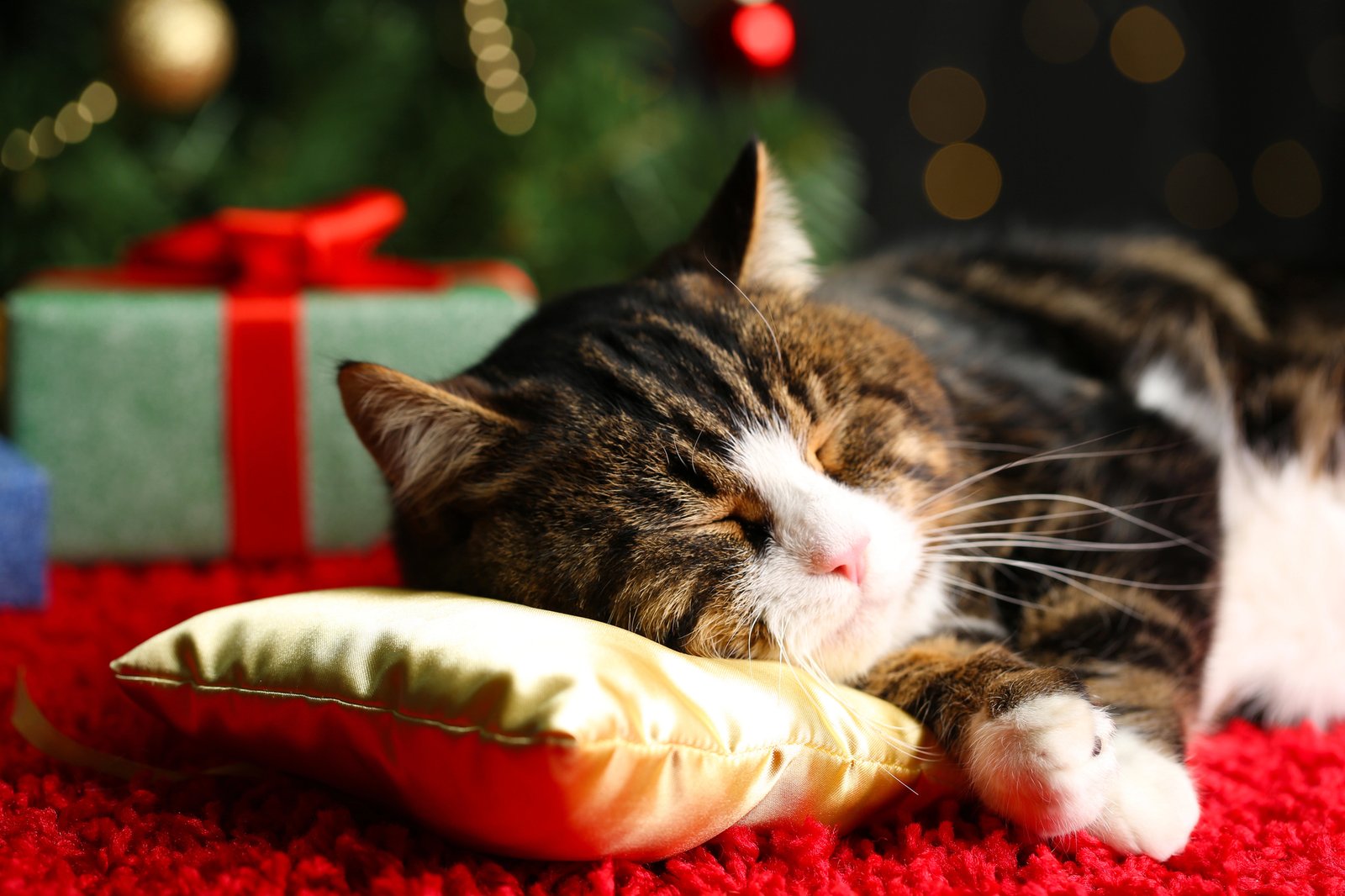 Cute cat lying on carpet with Christmas decor