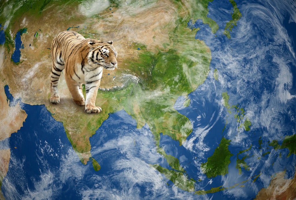 Map of India and Asia with tiger. illustration for multiple uses