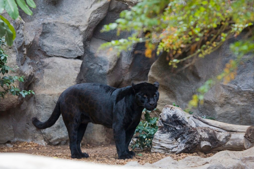 black panther