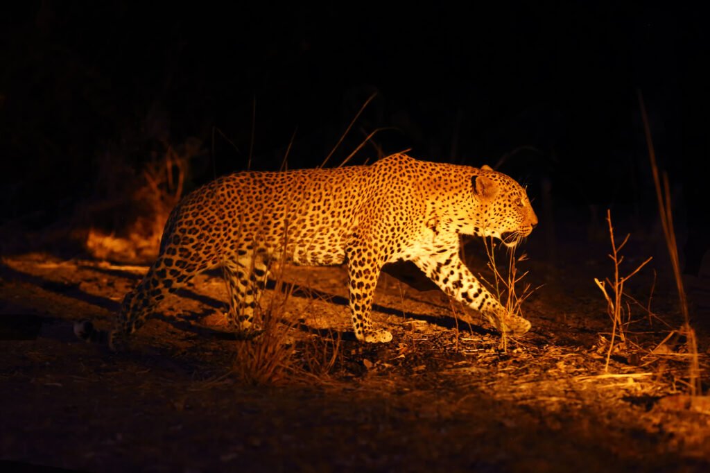 The African leopard (Panthera pardus pardus) big male in his territory on the ground at night.African atmosphere with big cat.