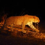 The African leopard (Panthera pardus pardus) big male in his territory on the ground at night.African atmosphere with big cat.