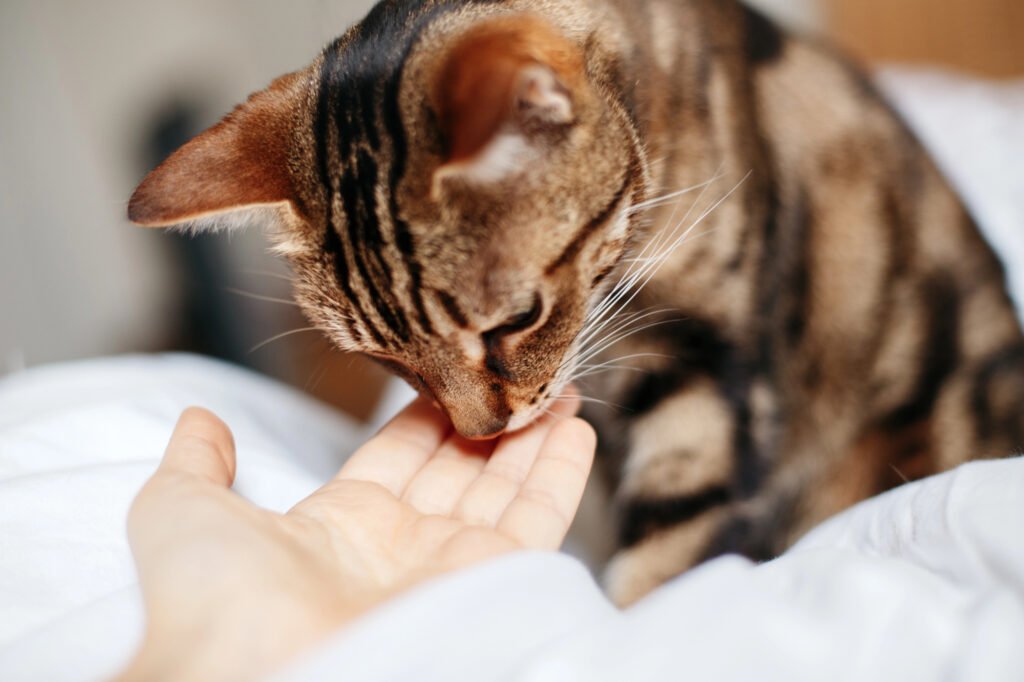 Tabby pet cat sniffing human hand palm. Relationship of owner and domestic feline animal. Adorable furry kitten friend. Friendship of human and cat. Man woman feeding cat.