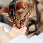 Tabby pet cat sniffing human hand palm. Relationship of owner and domestic feline animal. Adorable furry kitten friend. Friendship of human and cat. Man woman feeding cat.