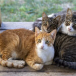 Three cats are lying on the street —