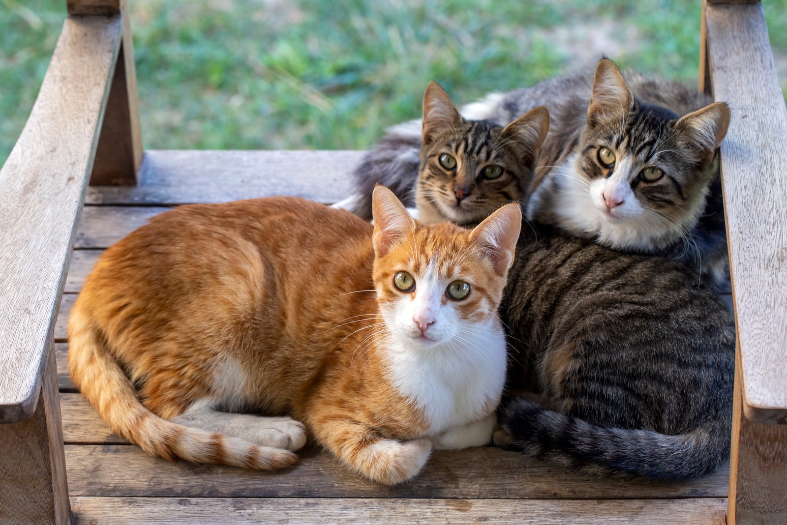 Three cats are lying on the street —