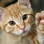 Kitten with his paw raised