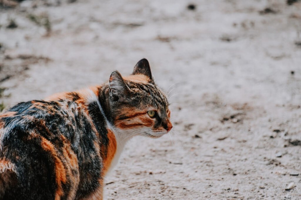 An adorable domestic cat on a street