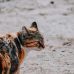 An adorable domestic cat on a street