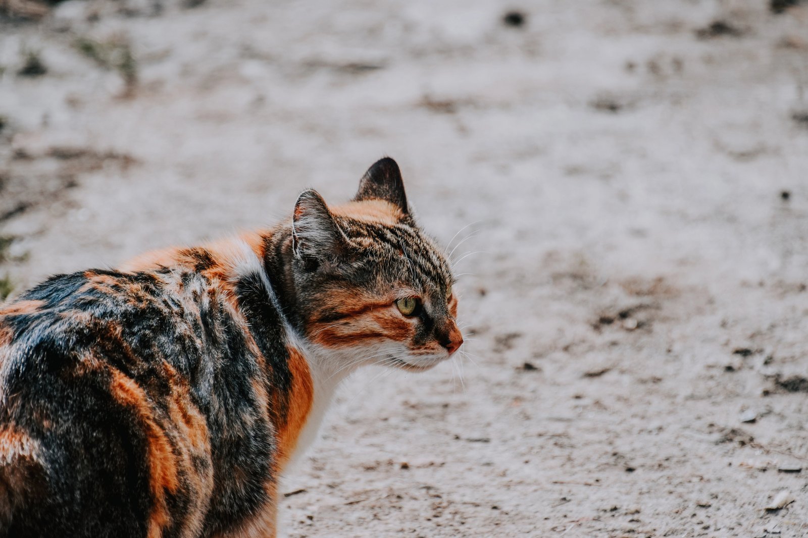 An adorable domestic cat on a street