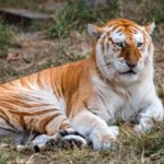 An adult female butterscotch Bengal tiger (Panthera tigris tigris).