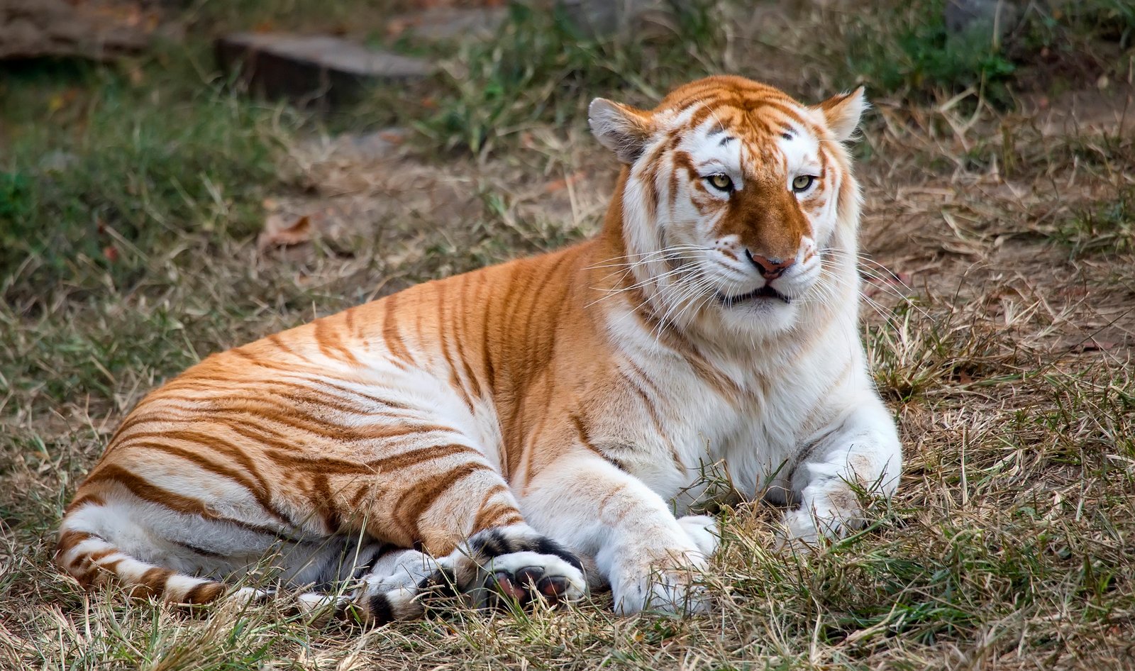 An adult female butterscotch Bengal tiger (Panthera tigris tigris).