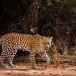 Leopard in Kgalagadi transfrontier park, South Africa; specie Panthera pardus family of Felidae