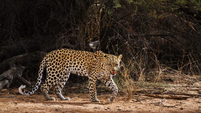 Leopard in Kgalagadi transfrontier park, South Africa; specie Panthera pardus family of Felidae
