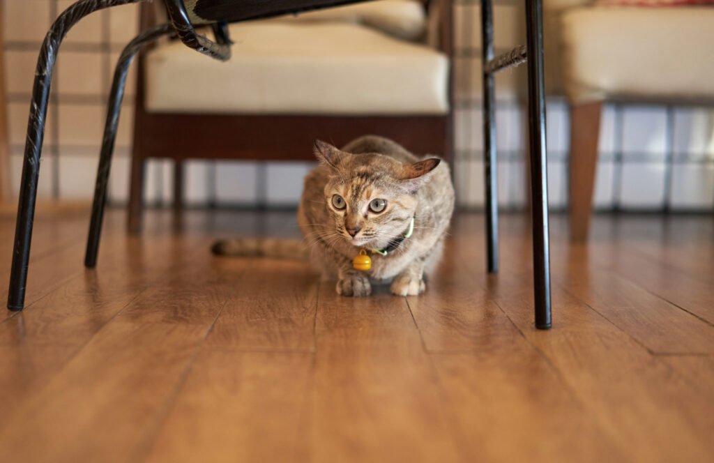 Tabby cat sit under chair