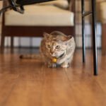 Tabby cat sit under chair