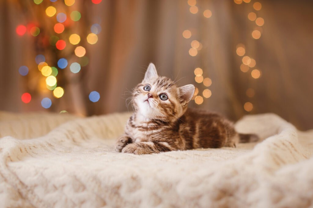 British kitten, Christmas and New Year