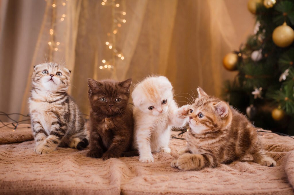 British kitten, Christmas and New Year