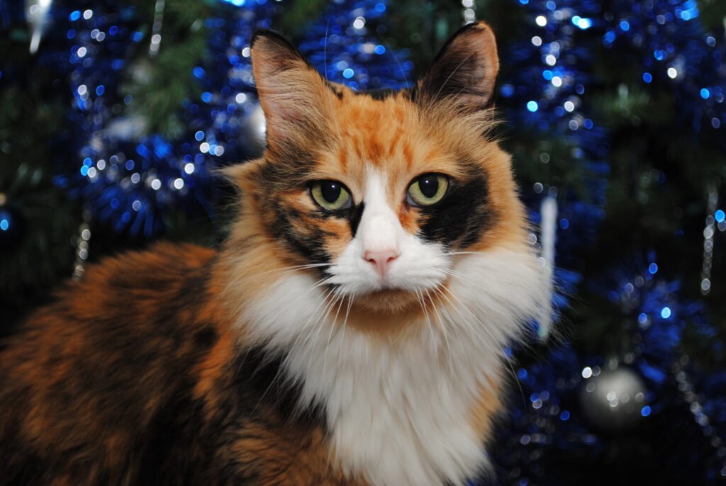 Cats and Christmas Trees