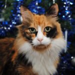 Cats and Christmas Trees