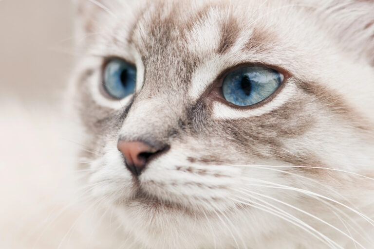 How to Build Trust With a Shy or Nervous Cat