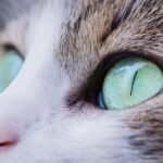 A cat with green eyes looking at the camera
