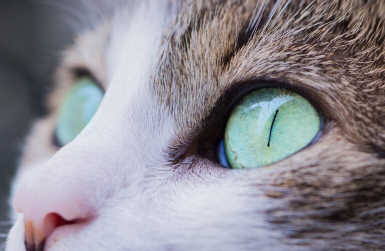 A cat with green eyes looking at the camera