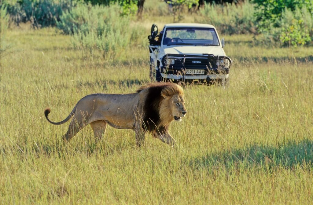 The lion (Panthera leo) is a large cat of the genus Panthera, native to Africa and India.