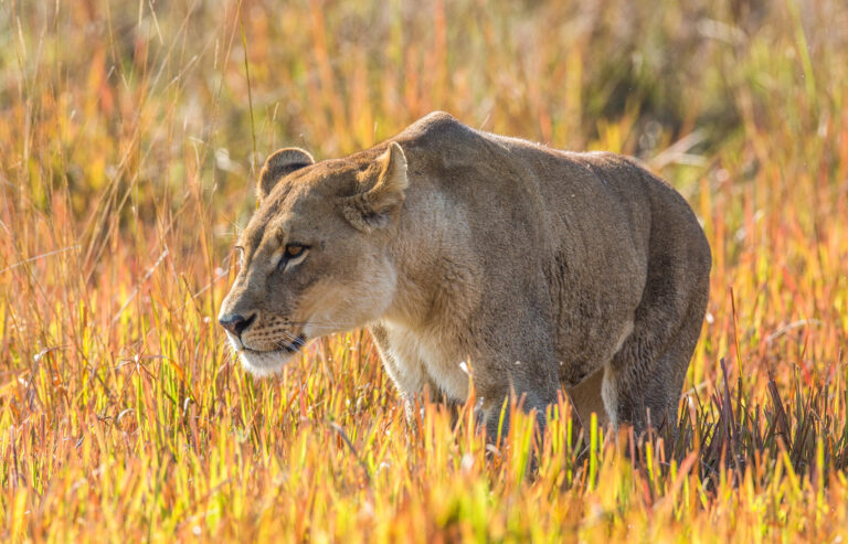 Female lion