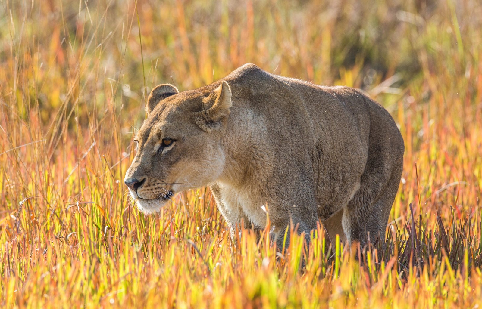 Female lion