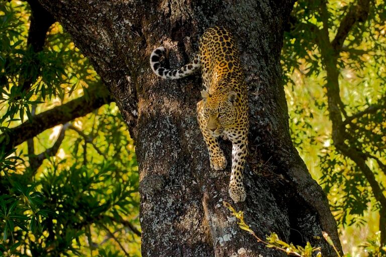 Leopard (Panthera pardus)