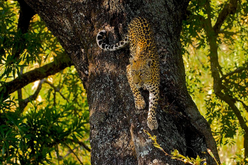 Leopard (Panthera pardus)
