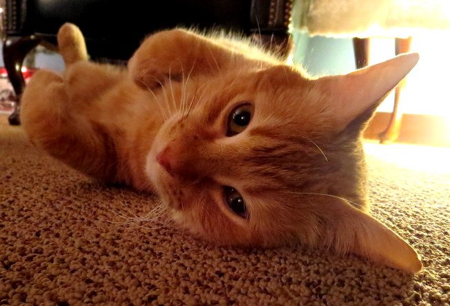 Orange Tabby Cat Relaxing on Carpet