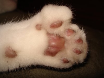 Polydactyl Cats Paw