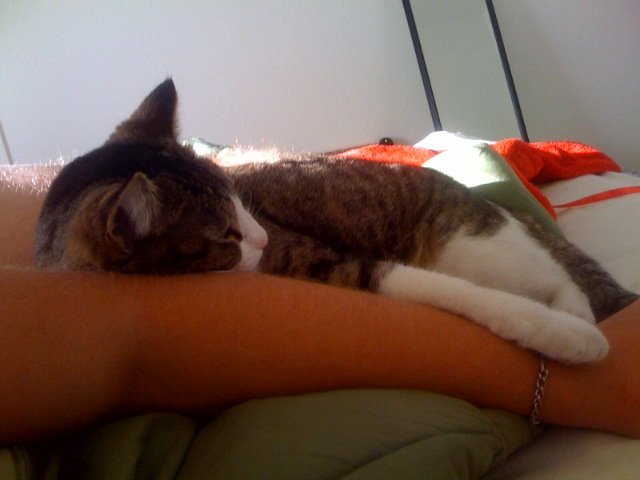 Sleepy Puck and Owner Todd
