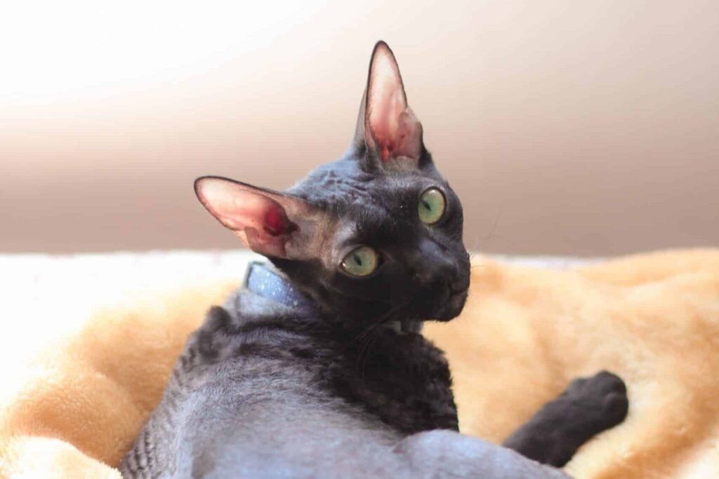 A Cornish Rex cat with a sleek black coat, large ears, and bright green eyes, lounging gracefully on a soft blanket