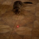 Cat Chasing a Laser