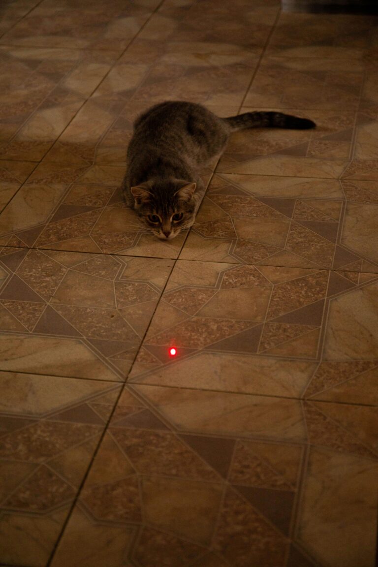Cat Chasing a Laser
