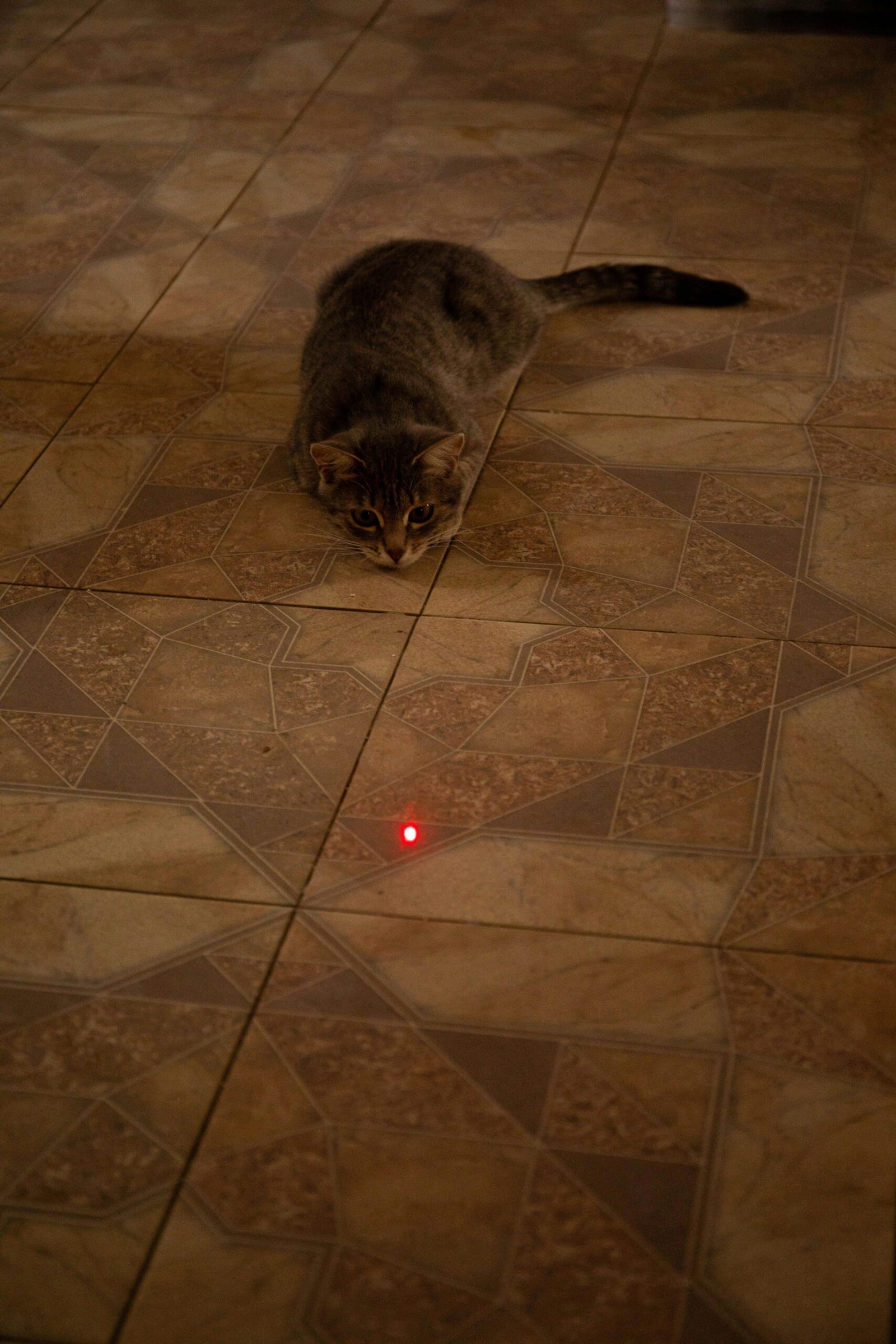 Cat Chasing a Laser