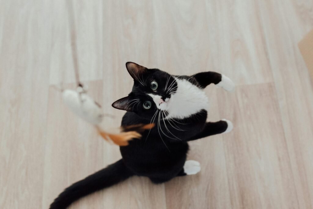 Cat playing.