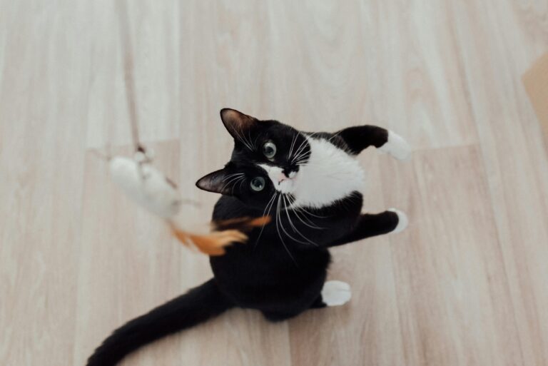 Cat playing.